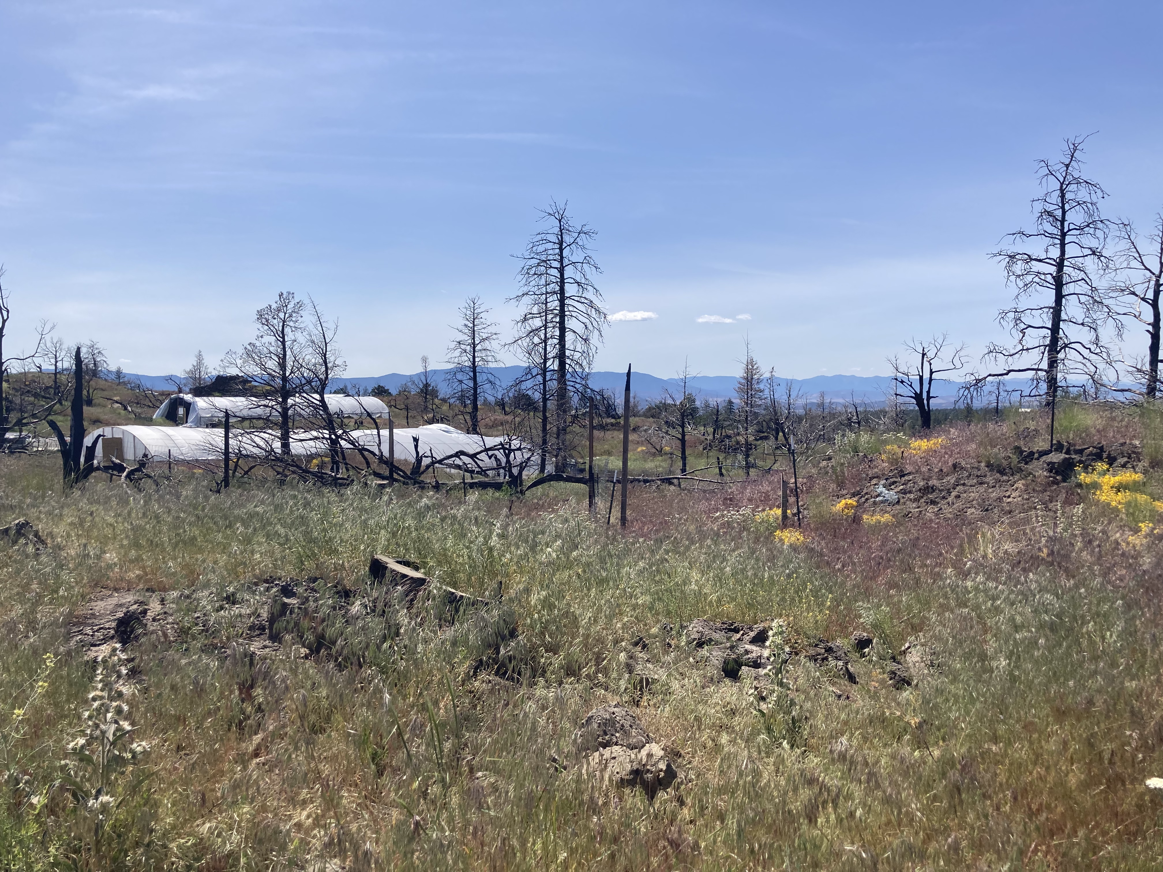A view of the MSV subdivision where the Lava Fire burned, greenhouses rebuilt.